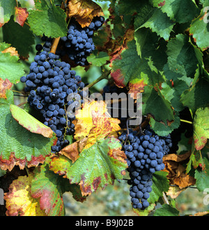 Gemeinsamen Weintraube Weinrebe (Vitis Vinifera), Trauben, Reben, Weinbau Stockfoto