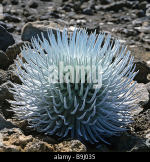 Haleakala Silversword (Argyroxiphium Sandwicense), Maui, Hawaii, USA Stockfoto