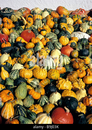 Cucurbitas (Cucurbita), verschiedene Zucchini und Kürbisse, Kürbisse, Markt, Herbst Stockfoto