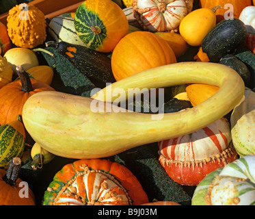 Cucurbitas (Cucurbita), verschiedene Zucchini und Kürbisse, Kürbisse, Markt, Herbst Stockfoto