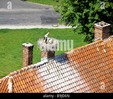 Weißstorch (Ciconia Ciconia) mit jungen, Storchennest auf einem Kamin, Dach Stockfoto