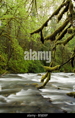 Flusslandschaft in Wallace Falls State Park, Washington Stockfoto