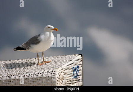 Möwe stehend auf einem überdachten Strandkorb Stockfoto