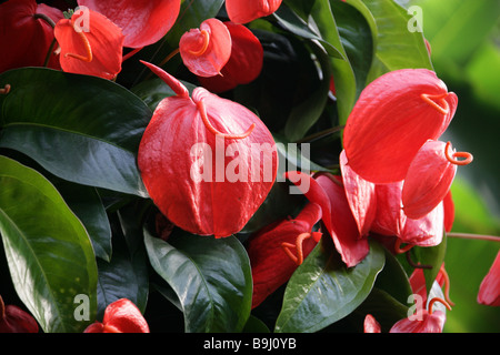 Flamingo-Blume aka Tail Blume oder Banner Pflanze, Anthurium Scherzerianum, Aronstabgewächse, Mittel- und Südamerika Stockfoto