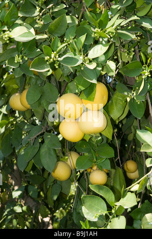 Ein Obstgarten des Oroblanco oder Sweetie eine Kreuzung zwischen einer acidless Pomelo und einer weißen grapefruit Stockfoto