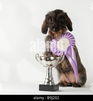 Hund mit Best-in-Breed-Schleife Stockfoto