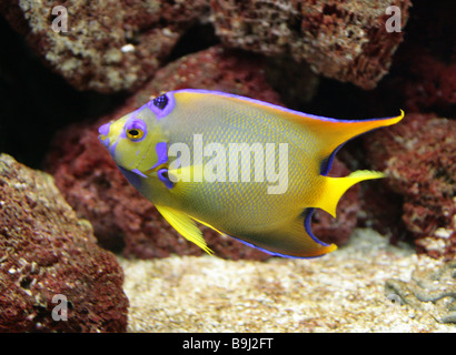 Königin-Kaiserfisch, Holacanthus Ciliaris, Pomacanthidae, Barsch, Karibische Meer. Tropisches Riff-Fische Stockfoto