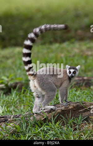 Ring-tailed Lemur Madagaskar Stockfoto