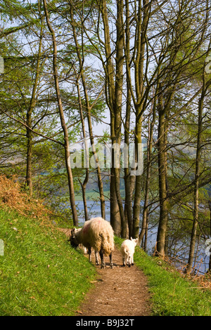 Mutterschaf mit Lämmern auf Fußweg neben Ladybower Vorratsbehälter im Upper Derwent Valley im Peak District in Derbyshire Stockfoto