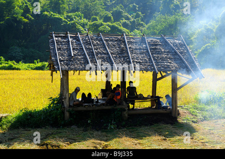 Reisbauern in den Bergen im Nordwesten von Thailand in der Mittagspause, Chiang Mai, Thailand, Asien Stockfoto