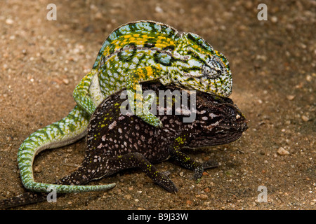 Paarung Jewelled Chamäleon s Furcifer Lateralis Madagaskar Stockfoto