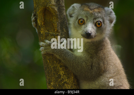 Junge weibliche gekrönte Lemur (Eulemur Coronatus) umarmt Ast in Ankarana spezielle Reserve, Madagaskar. Stockfoto