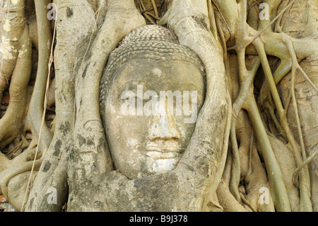 Eingewachsene Bild von Buddha im Wat Mahathat Tempel im Tempel von der Unesco World Heritage Site, Ayutthaya, Thailand, Asien Stockfoto