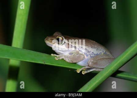 Dumeril Bright-eyed Frog (Boophis Tephraeomystax) thront auf einem Rohr am Anjajavy, Madagaskar. Stockfoto