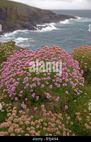 Orkney Küste und Klippen Stockfoto