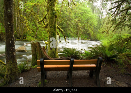 Parkbank Fluss in Wallace Falls State Park, Washington Stockfoto