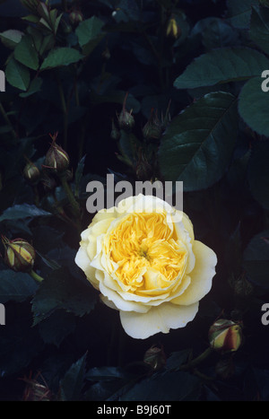 Ein David Austin Englische Rose, der Pilger. Fotografiert im Garten von David Austins Kindergarten, Albrighton, Wolverhampton, UK. Stockfoto