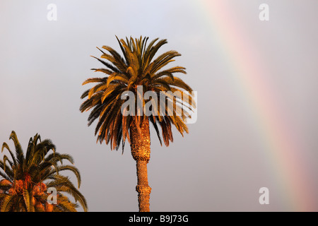 Dates mit Palmen (Phoenix Dactylifera) und Regenbogen, La Gomera, Kanarische Inseln, Spanien, Europa Stockfoto