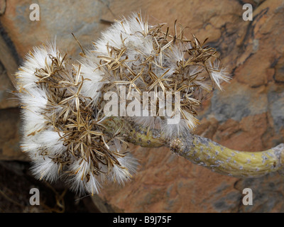Euphorbia Samen (Tabaiba, Euphorbia SP.), La Gomera, Kanarische Inseln, Spanien, Europa Stockfoto