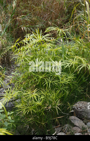 Regenschirm Papyrus oder Regenschirm Palm (Cyperus Papyrus), Barranco de Arure, La Gomera, Kanarische Inseln, Spanien, Europa Stockfoto