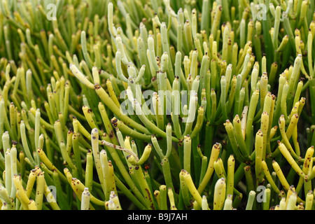 Blattlose Wolfsmilch (Euphorbia Aphylla), La Gomera, Kanarische Inseln, Spanien, Europa Stockfoto