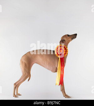 Hund trägt erste Preis Band Stockfoto