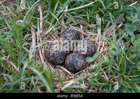 Nördlichen Kiebitz (Vanellus Vanellus) Nest auf einer Wiese Stockfoto