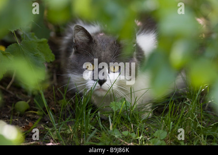 Graue und weiße Hauskatze versteckt sich hinter grünen Zweigen, bereit zum Sprung Stockfoto