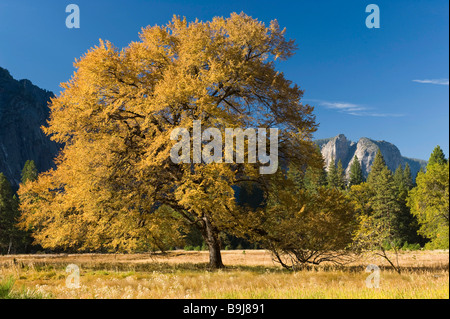 Eiche (Quercus) im Yosemite Valley, Yosemite-Nationalpark, Kalifornien, USA Stockfoto