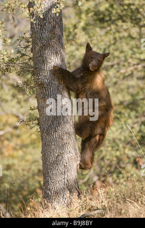 Amerikanische Schwarzbären (Ursus Americanus), juvenile Klettern eine Eiche, Sequoia Nationalpark, Kalifornien, USA Stockfoto