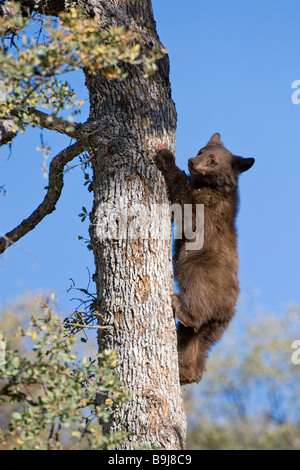 Amerikanische Schwarzbären (Ursus Americanus), juvenile Klettern eine Eiche, Sequoia Nationalpark, Kalifornien, USA Stockfoto