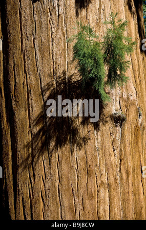 Riesenmammutbaum (Sequoiadendron Giganteum), Detail, Giant Forest, Sequoia Nationalpark, Kalifornien, USA Stockfoto