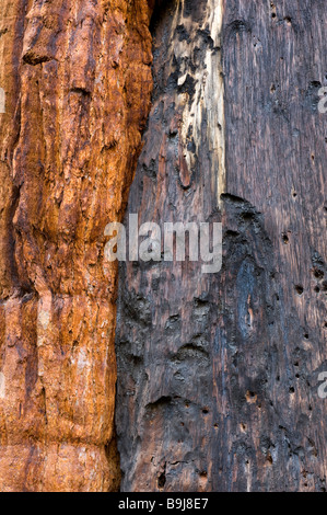 Rinde der Mammutbäume (Sequoiadendron Giganteum), Giant Forest, Sequoia Nationalpark, Kalifornien, USA Stockfoto