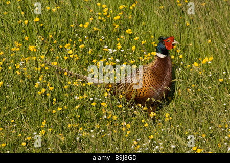 Gemeinsamen Fasan (Phasianus Colchicus), Männlich, Texel, Niederlande, Europa Stockfoto