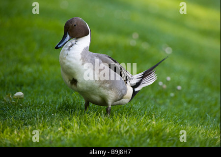 Nördliche Pintail (Anas Acuta), Drake, Ahnepark, Kassel, Hessen, Norddeutschland, Europa Stockfoto