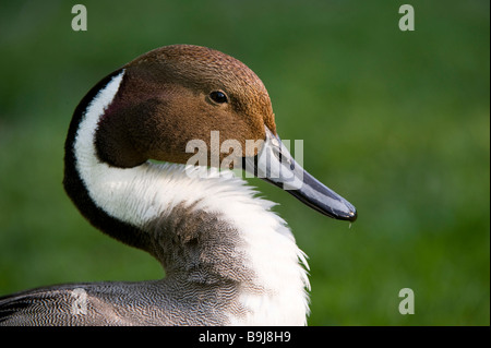 Nördliche Pintail (Anas Acuta), Drake, Porträt, Ahnepark, Kassel, Hessen, Norddeutschland, Europa Stockfoto