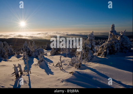 Hinterleuchtete schneebedeckten Fichten, Brocken, Blocksberg, Nationalpark Harz, Sachsen-Anhalt, Deutschland, Europa Stockfoto
