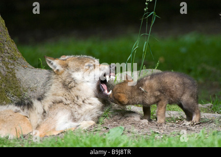 Graue Wölfe (Canis Lupus), Erwachsene und junge Tier, Sababurg Zoo, Hofgeismar, Hessen, Norddeutschland Stockfoto