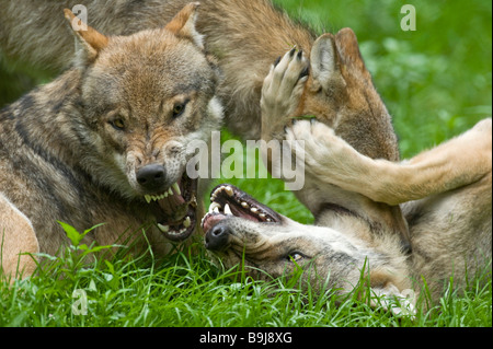 Graue Wölfe (Canis Lupus), Erwachsene kämpfen, Sababurg Zoo, Hofgeismar, Hessen, Norddeutschland Stockfoto