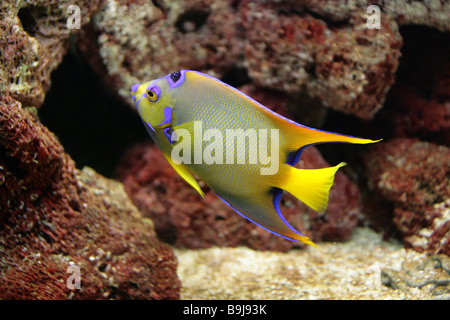 Königin-Kaiserfisch, Holacanthus Ciliaris, Pomacanthidae, Barsch, Karibische Meer. Tropisches Riff-Fische Stockfoto