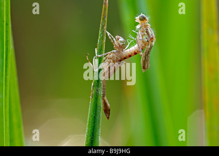 Große rote Damselfly (Pyrrhosoma Nymphula) schlüpfen Stockfoto