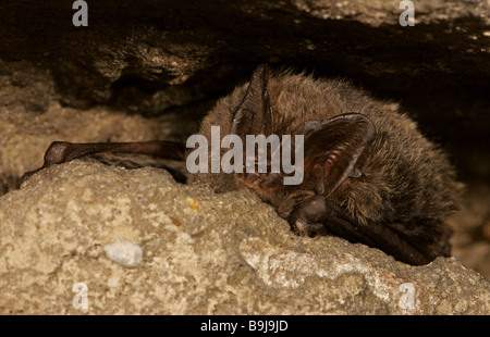 Mopsfledermaus (Barbastella Barbastellus) überwintern Stockfoto