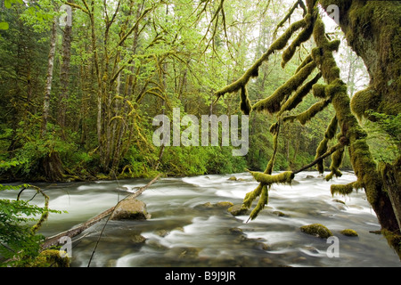 Flusslandschaft in Wallace Falls State Park, Washington Stockfoto