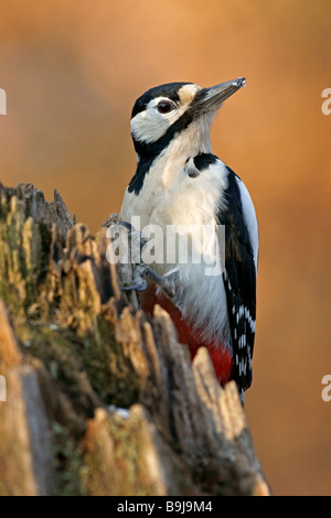 Buntspecht (Dendrocopos großen), Männlich Stockfoto