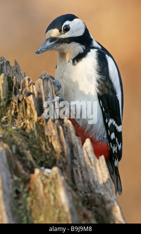 Buntspecht (Dendrocopos großen), Männlich Stockfoto