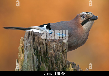 Eurasischen Eichelhäher (Garrulus glandarius) Stockfoto