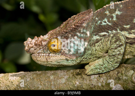 Parsons Chamäleon Madagaskar Stockfoto