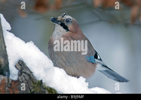 Eurasischen Eichelhäher (Garrulus glandarius) Stockfoto