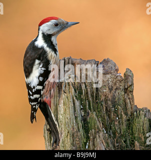 Middle Spotted Woodpecker (Dendrocopos Medius, Picoides Medius) Stockfoto