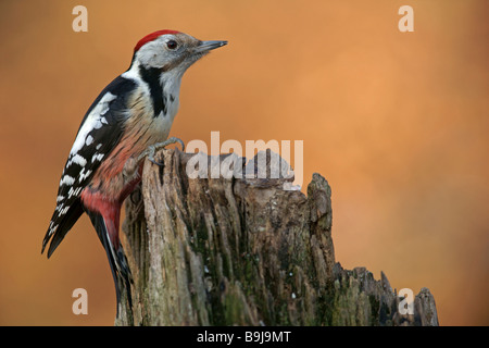 Middle Spotted Woodpecker (Dendrocopos Medius, Picoides Medius) Stockfoto